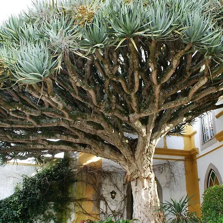 Casa Do Castelo Bed & Breakfast Vale Covo (Leiria)